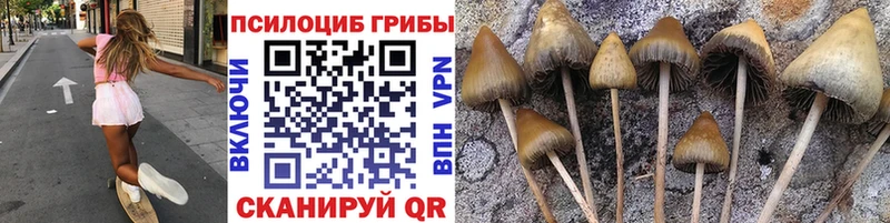 Псилоцибиновые грибы Cubensis  хочу   Ленинск-Кузнецкий 